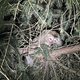 One of the missing monkeys.